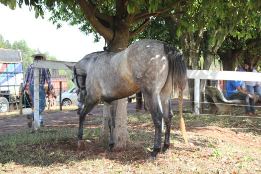 Horse Stock II