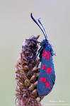 Zygaena filipendulae by robertmroz