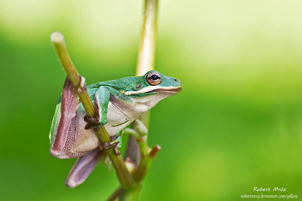 Hyla cinerea