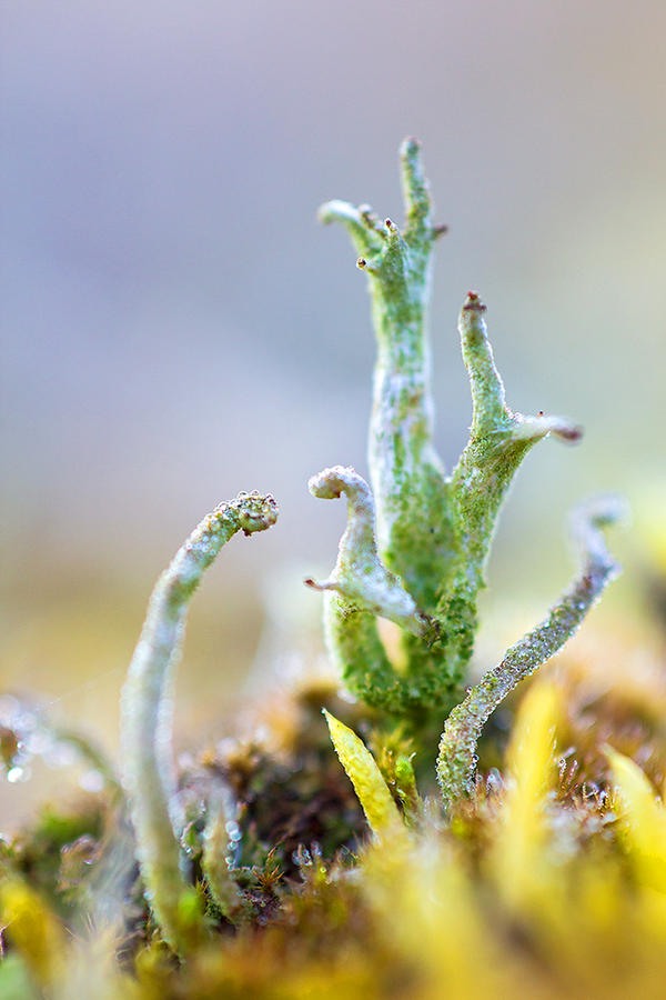 Micro Tree by robertmroz on DeviantArt