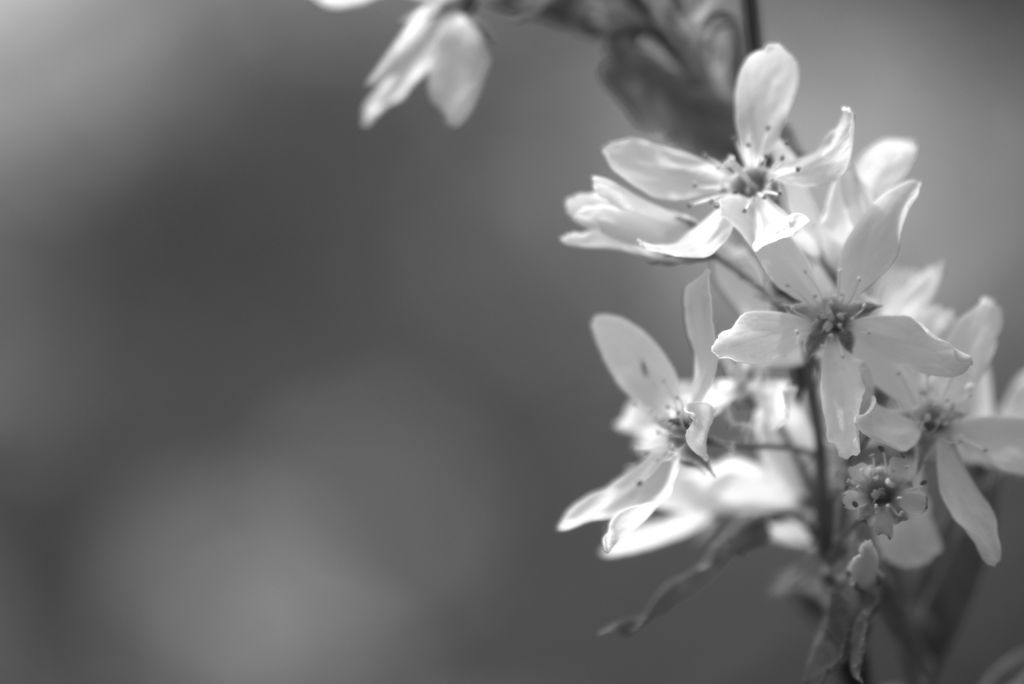 Mystic Spring in Black And White by hawkwing22 on DeviantArt