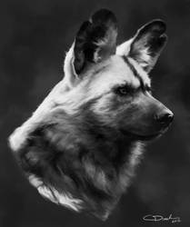 African Wild Dog Study