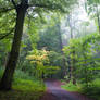 rainy forest