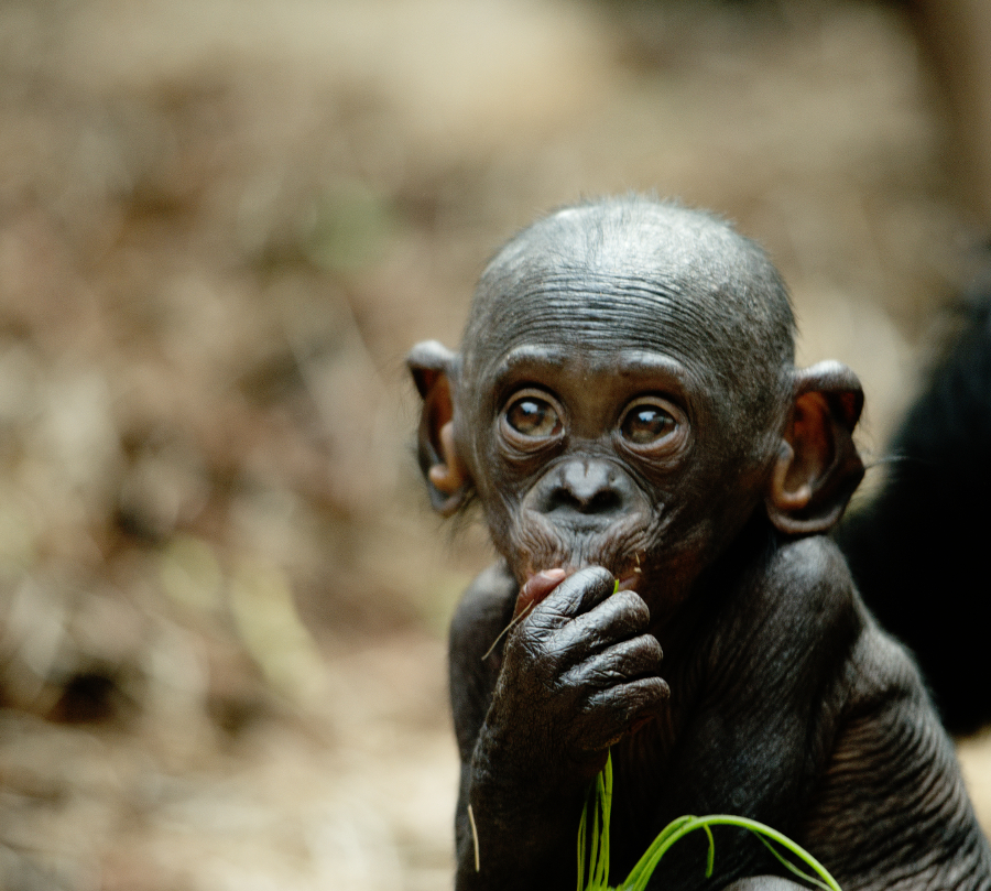 little Bonobo