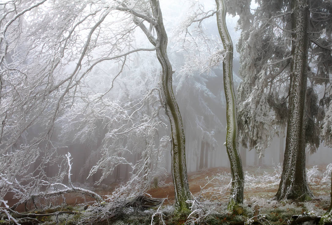 Winterforest by joe279