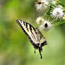 Eastern Tiger swallowtail