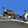 Mom and junior keeping an eye on me....