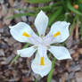 African orchid in bloom...