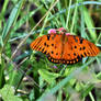 Gulf fritillary butterfly....(1)