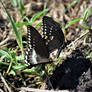 A nice pair of black swallowtail butterflies.....