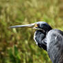 Close up.....Tricolored Heron