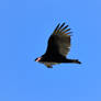 Turkey vulture in flight.....