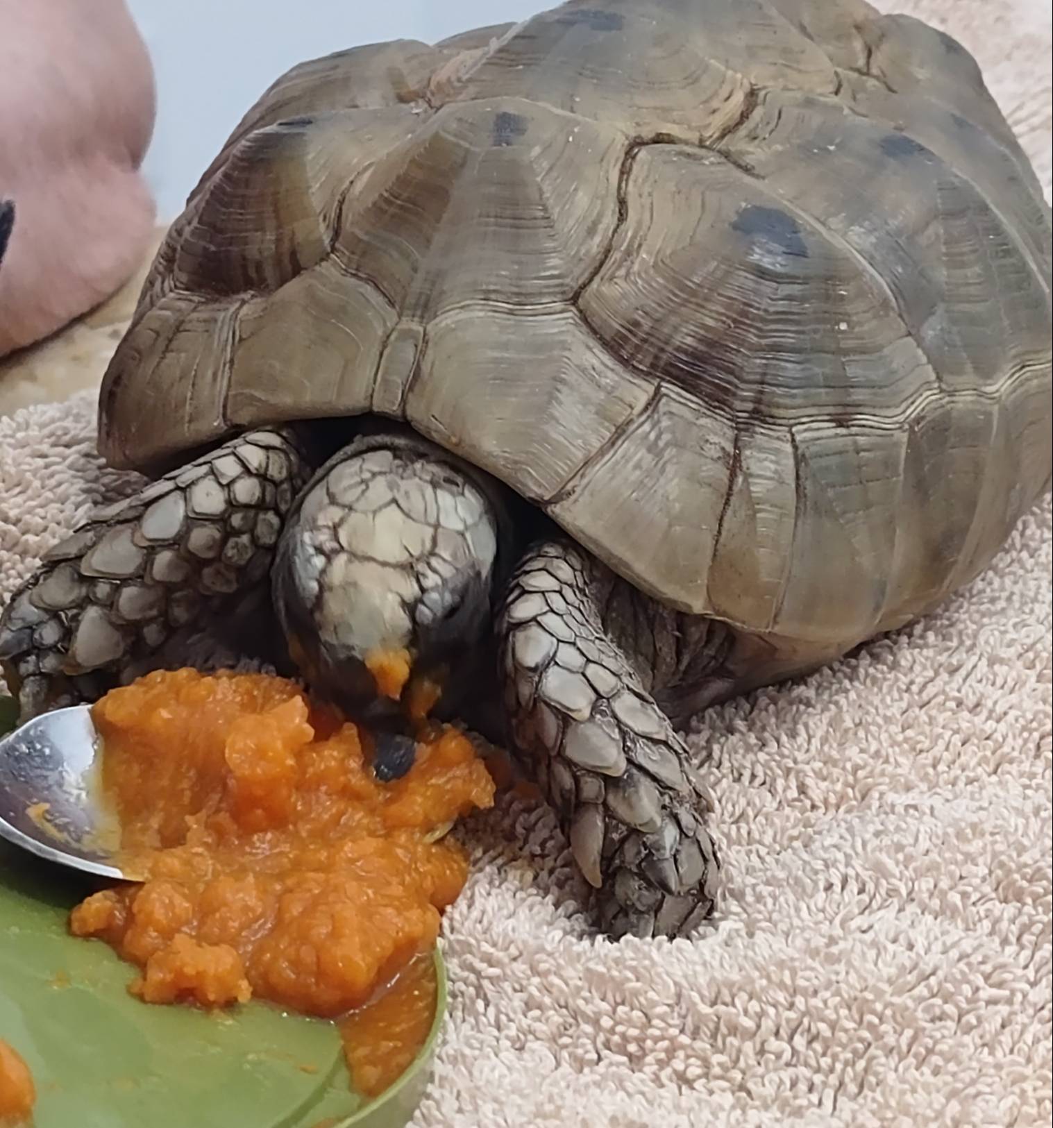 My tortoise eating his pumpkin ... by Flyin-low on DeviantArt