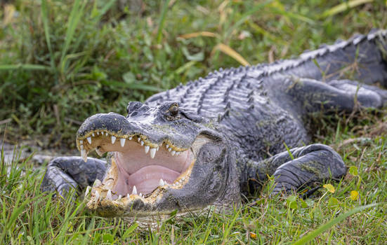 Smile for the camera.........