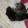 Sleep little kitties