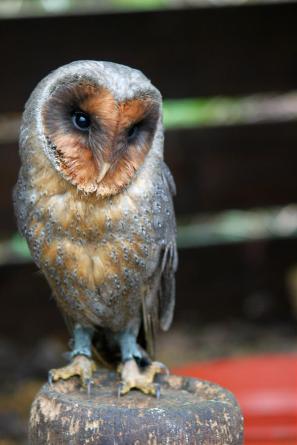 Black Barn Owl