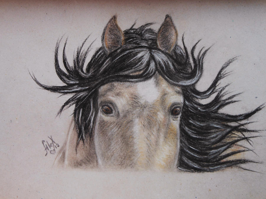 Horse portrait 3