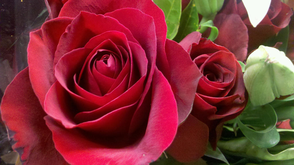 Red Roses Fixation Red Roses by BlissfulExtasy on DeviantArt