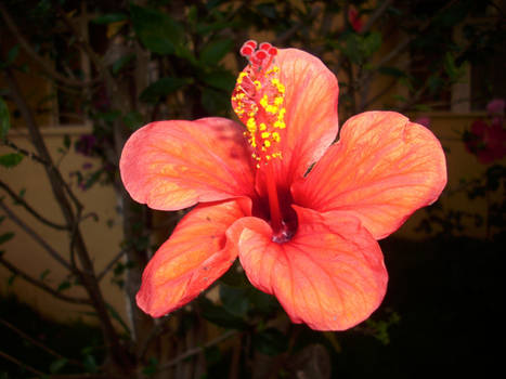 Turkish flower