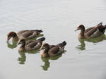 Family Ducky Stroll by fractal2cry