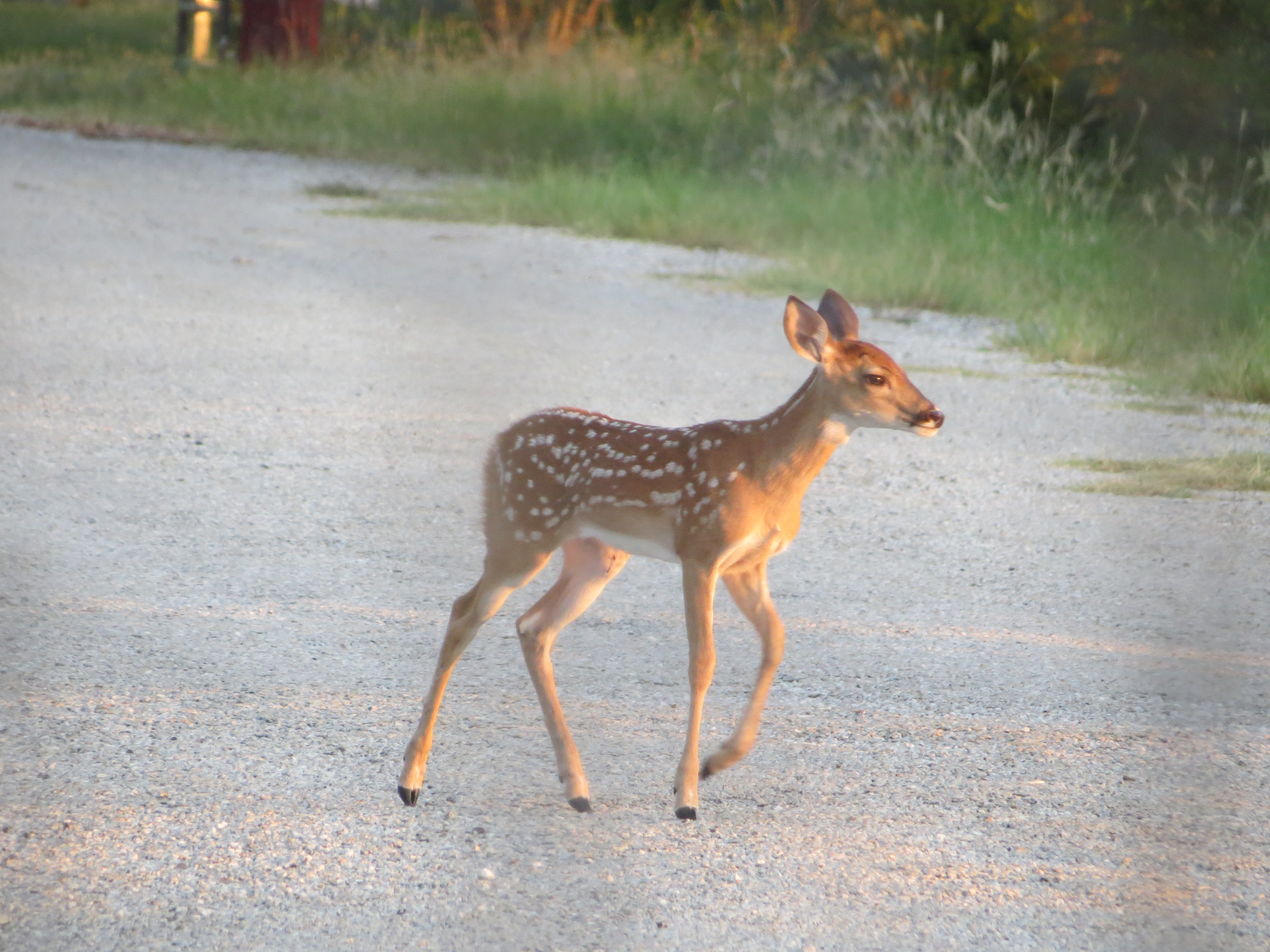 fawn