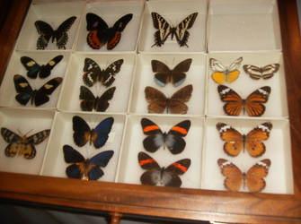 Butterfly Stock 01