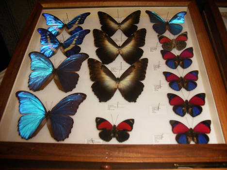 Butterfly Stock 02