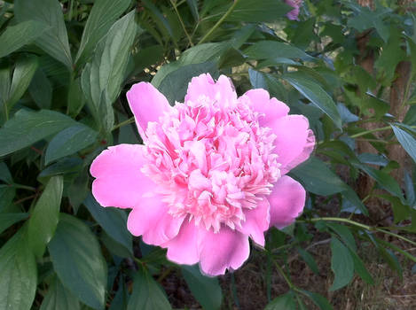 Peony pink