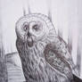 Practice (Owl with ballpoint pen) 