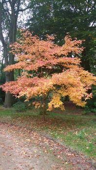 Autumn Tree #1