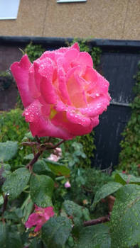 Pink Rose With Water Droplets