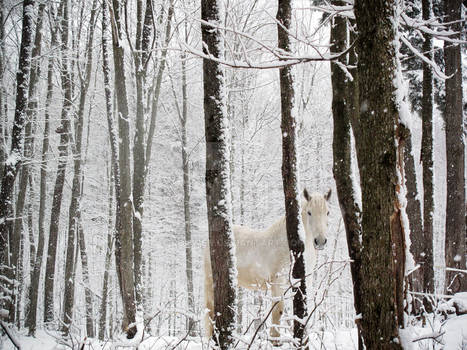 Casey in the woods