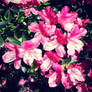 Pink Azaleas