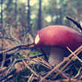 Toadstool in Germany