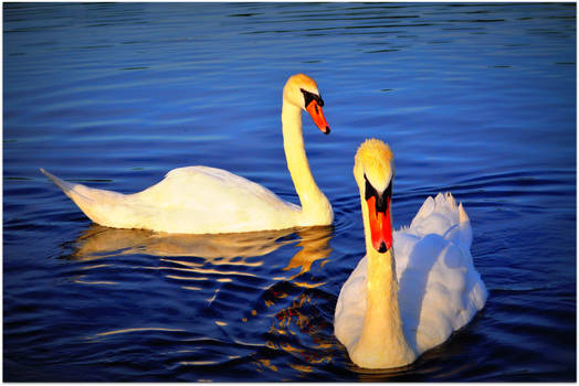 IN THE LAKE