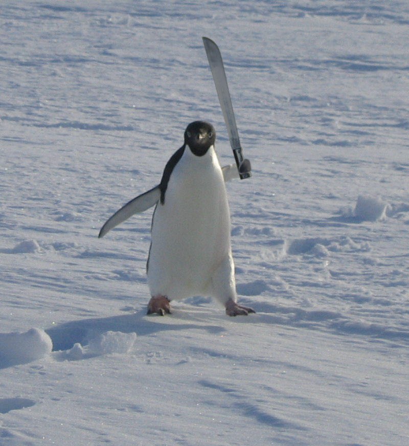 Exploding Angry Penguin Angry Penguin by Terratus on DeviantArt