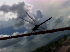 original dragonfly