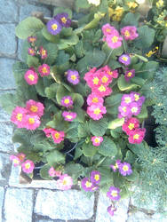 flowers_3