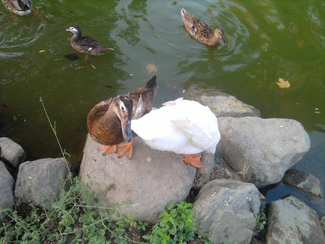 ducks