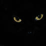 Black Cat