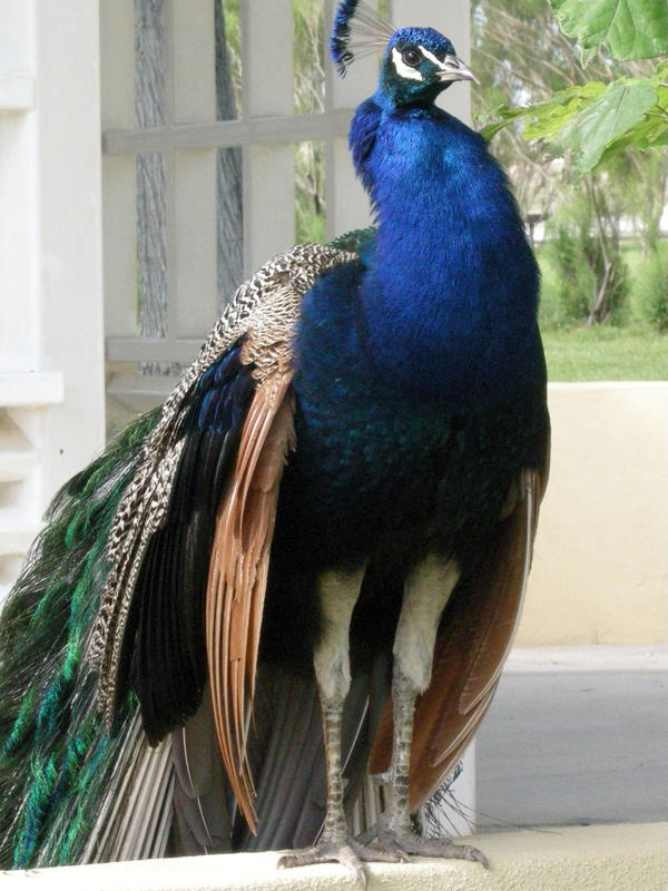 Peacock 11