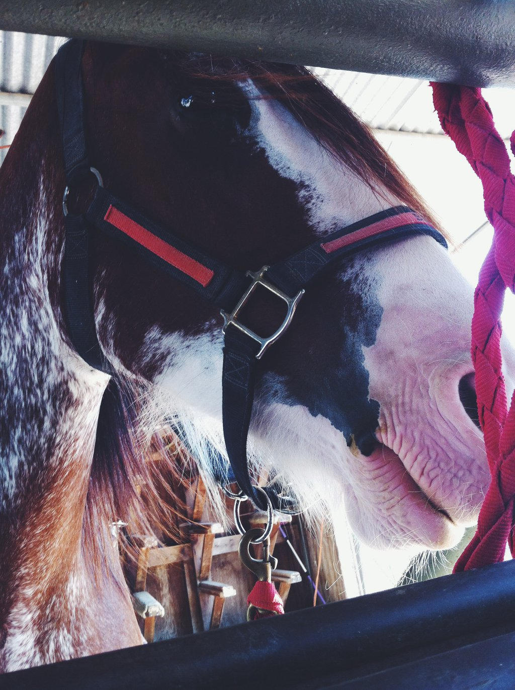 Beautiful Clydesdale