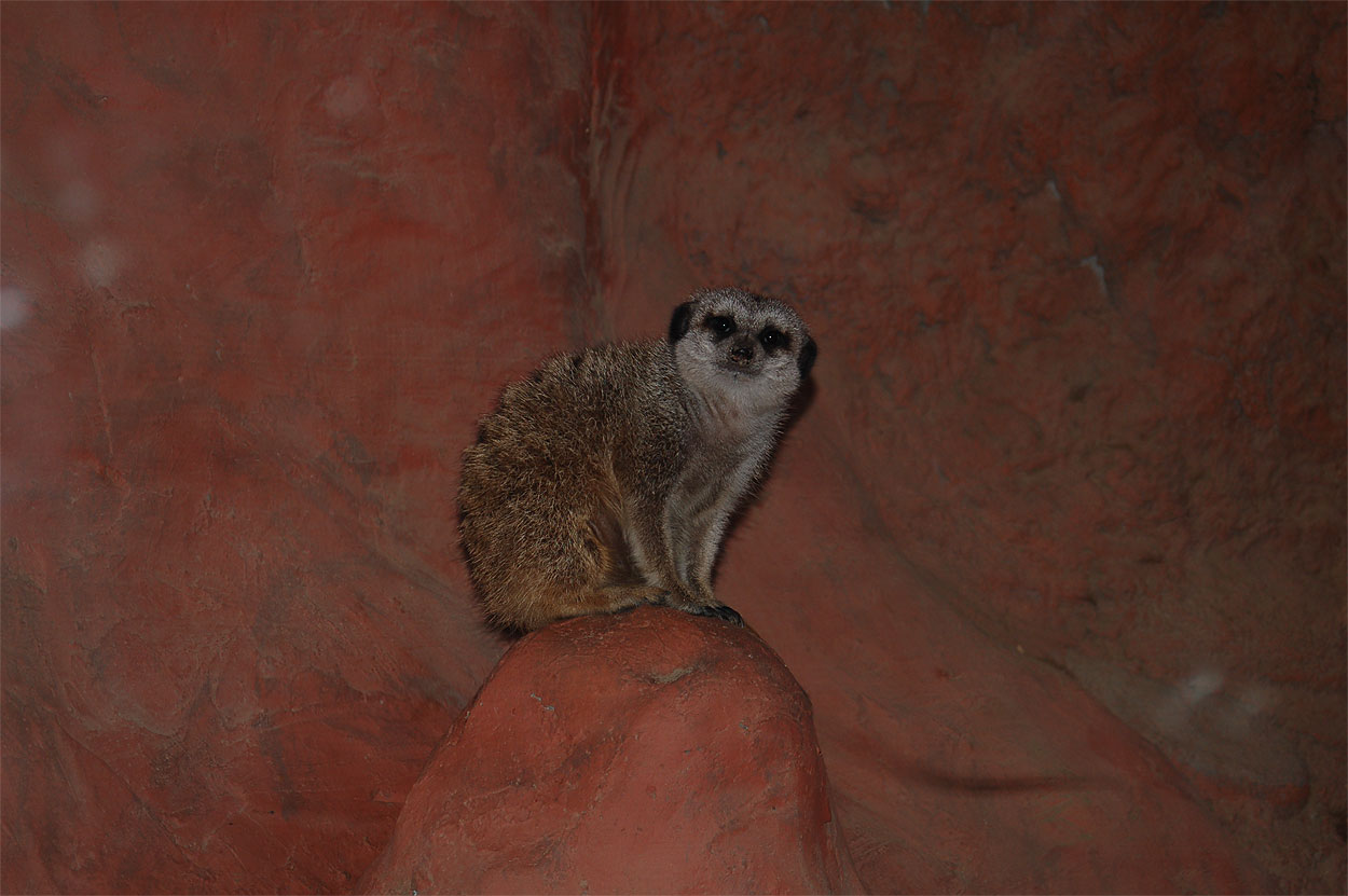 Meerkat