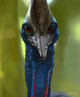 Be Wary the Cassowary