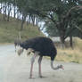 Ostrich 1