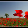 poppy field 02