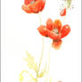 Coquelicots