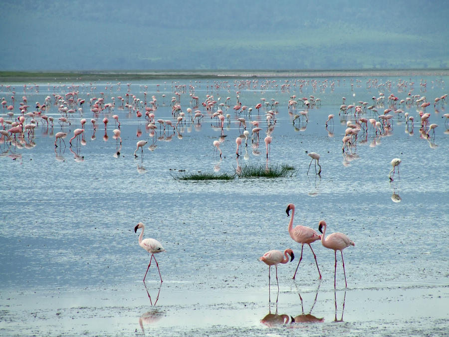 Flamingo's Paradise