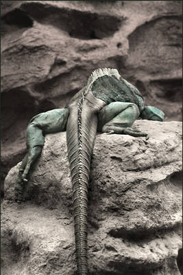 Lazy Lizard