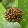 Baby Araneus diadematus